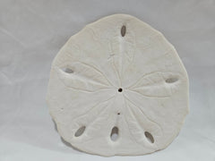 Leodia Sexiesperforata Six Hole Keyhole Sand Dollar - ShelllsLoving Coastal Living