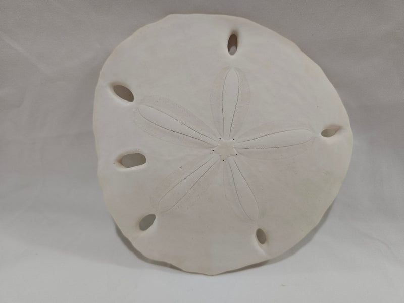 Leodia Sexiesperforata Six Hole Keyhole Sand Dollar - ShelllsLoving Coastal Living