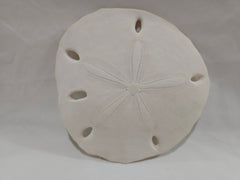 Leodia Sexiesperforata Six Hole Keyhole Sand Dollar - ShelllsLoving Coastal Living