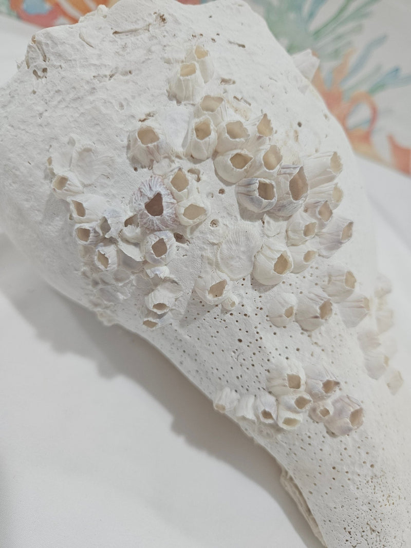 Lightning Whelk Display Shell With Barnacles 10.5" - ShellsLoving Coastal Living