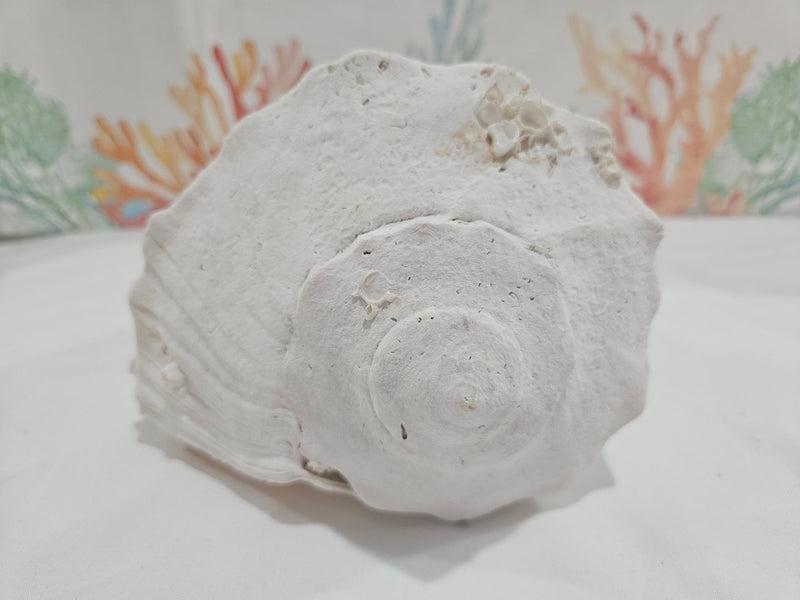 Lightning Whelk Display Shell With Barnacles 10.5" - ShellsLoving Coastal Living