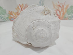 Lightning Whelk Display Shell With Barnacles 10.5