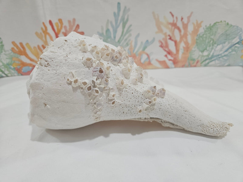 Lightning Whelk Display Shell With Barnacles 10.5" - ShellsLoving Coastal Living