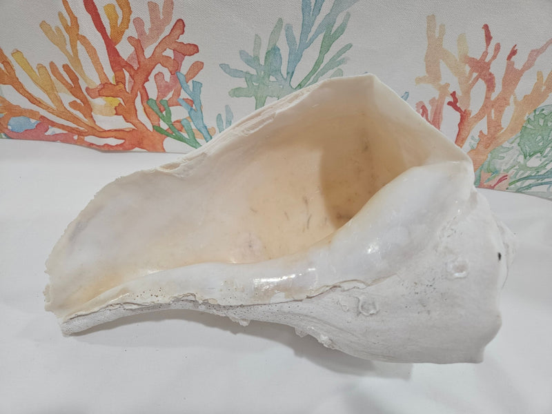 Lightning Whelk Display Shell With Barnacles 10.5" - ShellsLoving Coastal Living