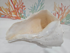 Lightning Whelk Display Shell With Barnacles 10.5