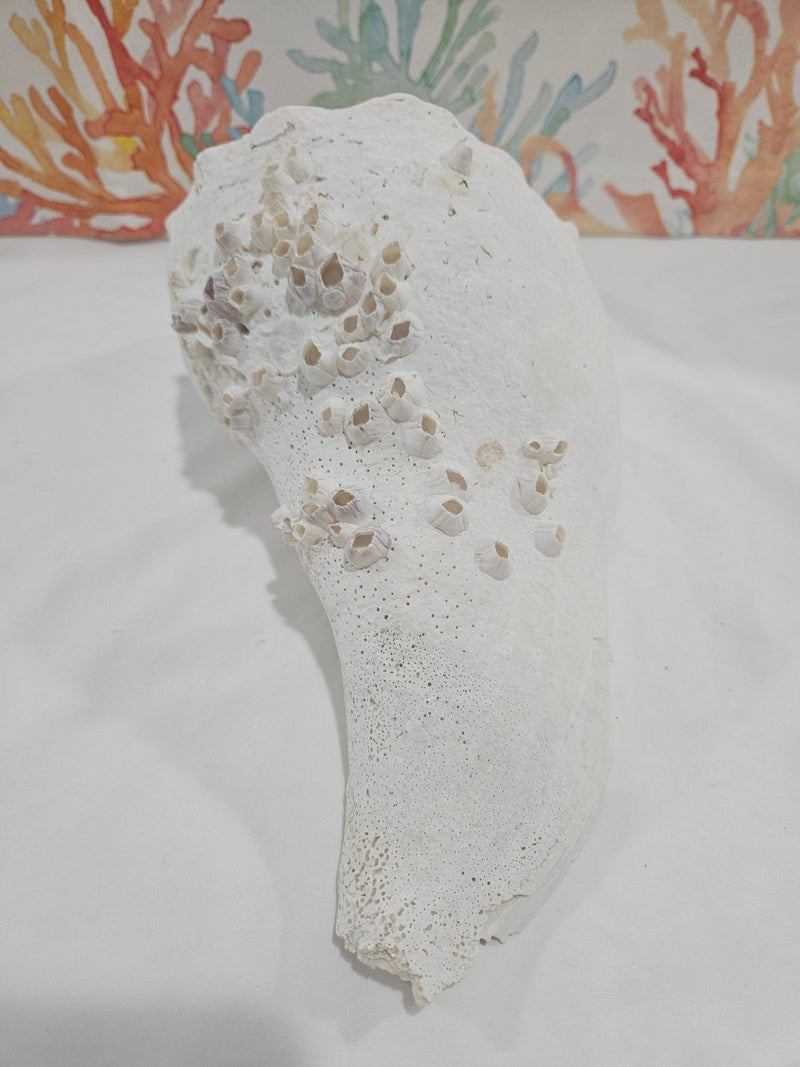 Lightning Whelk Display Shell With Barnacles 10.5" - ShellsLoving Coastal Living