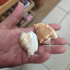 Lobatus raninus Hawk Wing Conch - Loving Coastal Living