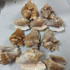 Lobatus raninus Hawk Wing Conch - Loving Coastal Living