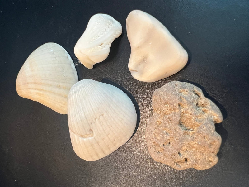 Locally Sourced Smooth Shells - ShellsLoving Coastal Living