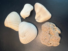 Locally Sourced Smooth Shells - ShellsLoving Coastal Living
