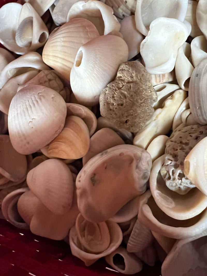 Locally Sourced Smooth Shells - ShellsLoving Coastal Living