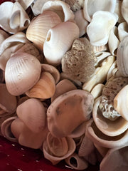 Locally Sourced Smooth Shells - ShellsLoving Coastal Living