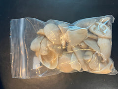 Locally Sourced Smooth Shells - ShellsLoving Coastal Living