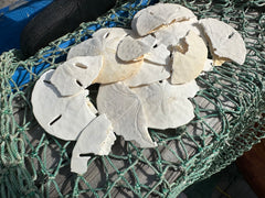 A collection of broken white sand dollars displayed on a green fishing net, perfect for crafting and mosaic projects. The sand dollars vary in size and shape, showcasing natural imperfections.