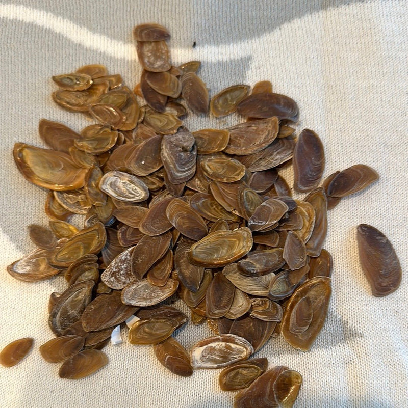 Loose Operculum - Loving Coastal Living