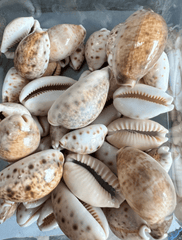 Lynx Cowry Shell - Loving Coastal Living