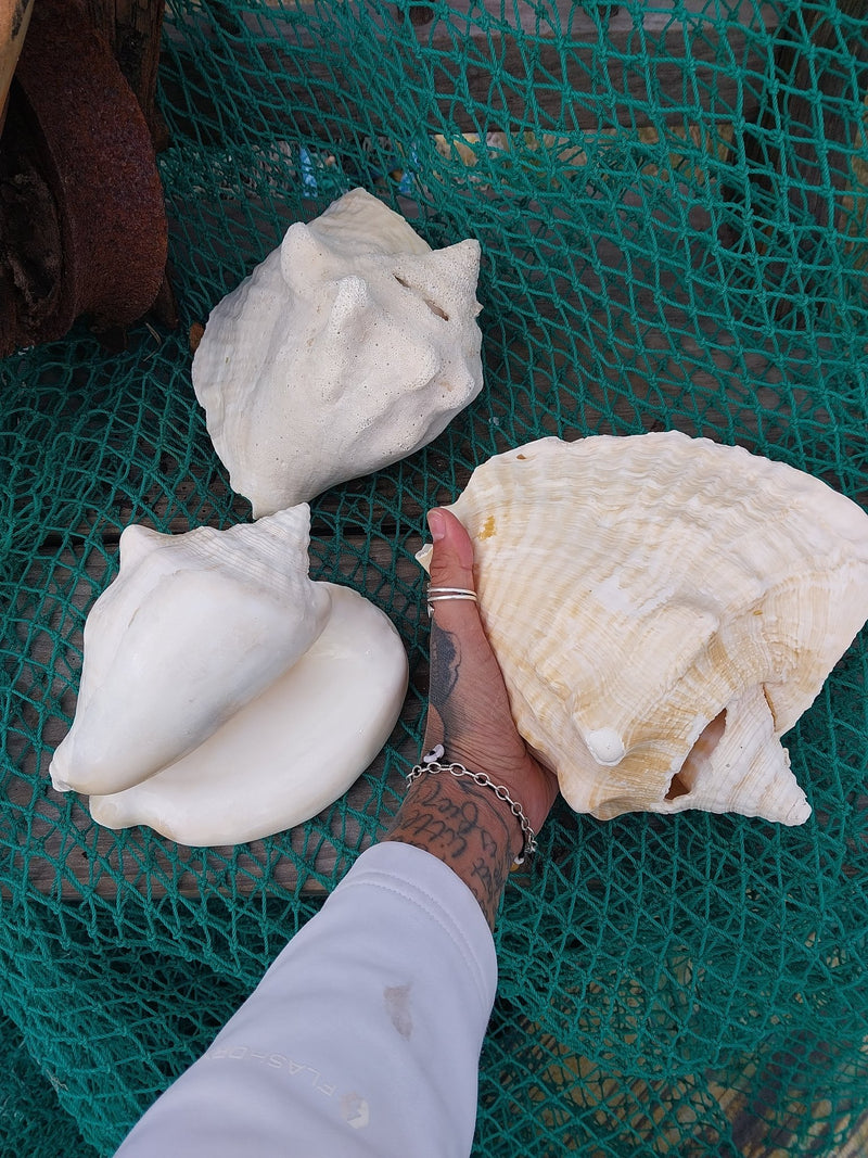 Macrostrombus costatus AKA Milk Conch with Piercing - ShellsLoving Coastal Living