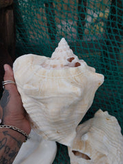 Macrostrombus costatus AKA Milk Conch with Piercing - ShellsLoving Coastal Living