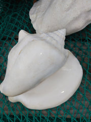 Macrostrombus costatus AKA Milk Conch with Piercing - ShellsLoving Coastal Living