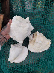 Macrostrombus costatus AKA Milk Conch with Piercing - ShellsLoving Coastal Living