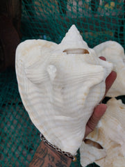 Macrostrombus costatus AKA Milk Conch with Piercing - ShellsLoving Coastal Living