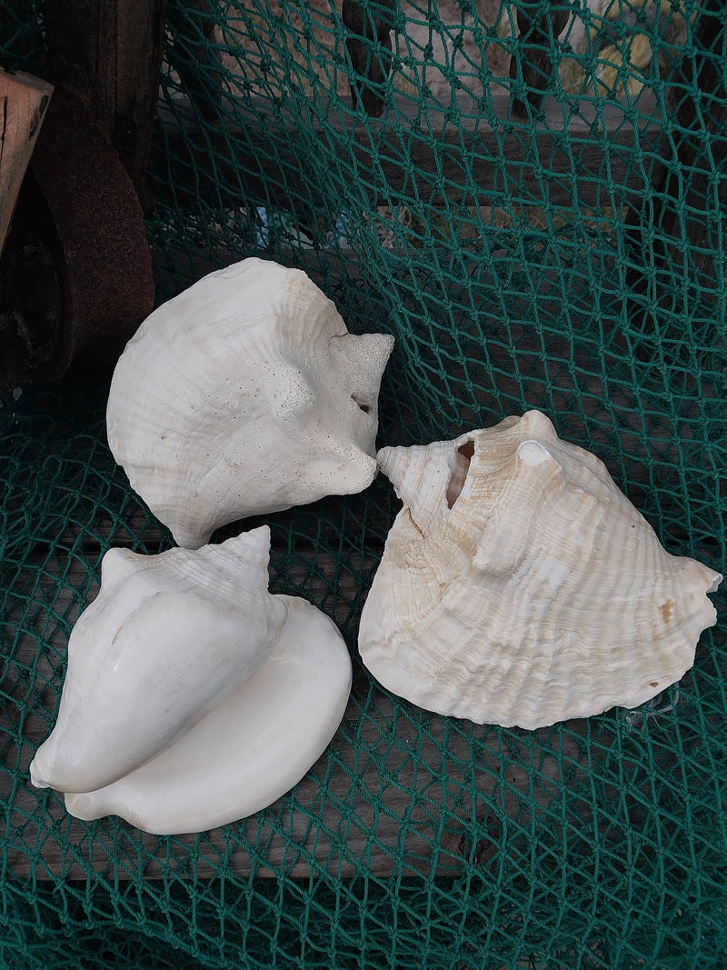 Macrostrombus costatus AKA Milk Conch with Piercing - ShellsLoving Coastal Living