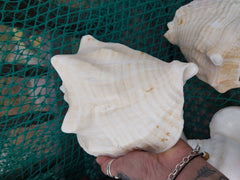 Macrostrombus costatus AKA Milk Conch with Piercing - ShellsLoving Coastal Living