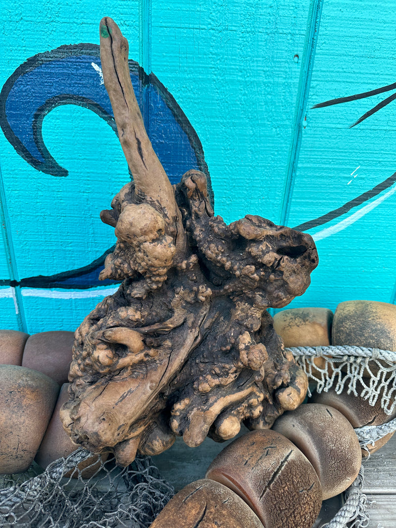 Manzanita root burl with intricate knots and rugged texture, displayed against a turquoise background.