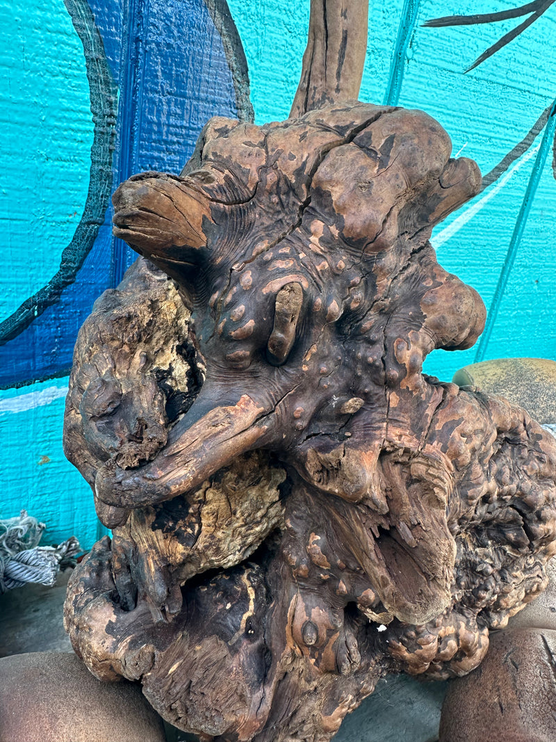 Manzanita root burl with intricate knots and rugged texture, displayed against a turquoise background.