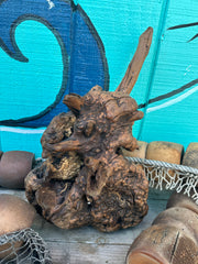 Manzanita root burl with intricate knots and rugged texture, displayed against a turquoise background.