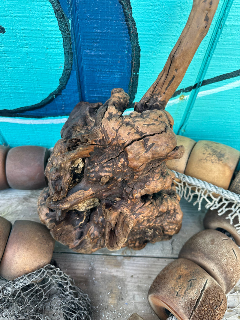 Manzanita root burl with intricate knots and rugged texture, displayed against a turquoise background.