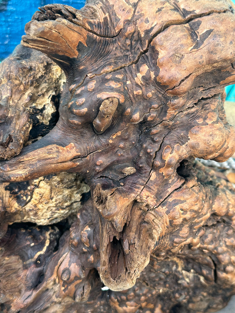 Close up image of Manzanita root burl with intricate knots and rugged texture.