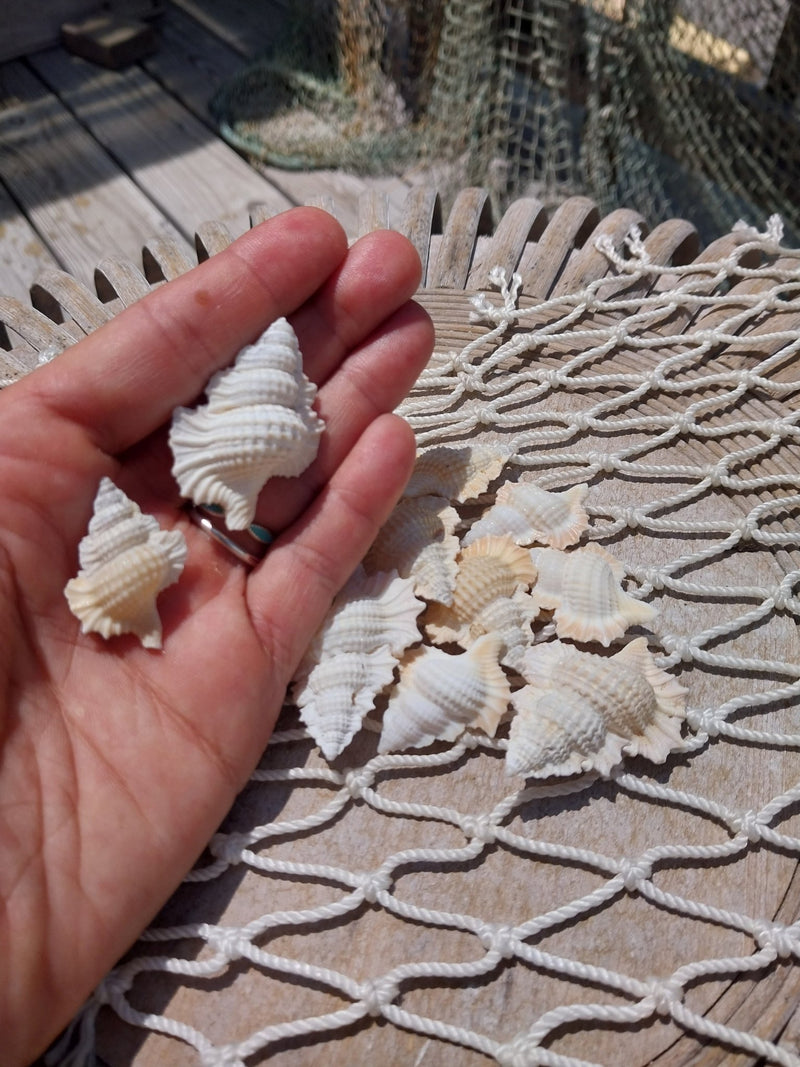 Maple Leaf Shell Biplex Perca - Loving Coastal Living