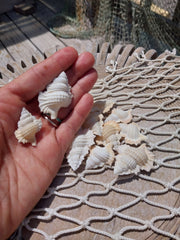 Maple Leaf Shell Biplex Perca - Loving Coastal Living