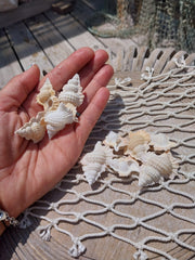Maple Leaf Shell Biplex Perca - Loving Coastal Living
