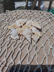Maple Leaf Shell Biplex Perca - Loving Coastal Living