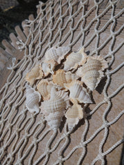 Maple Leaf Shell Biplex Perca - Loving Coastal Living