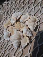 Maple Leaf Shell Biplex Perca - Loving Coastal Living