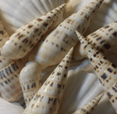 Marlin Spike Shell Terebra Maculata - ShellsLoving Coastal Living