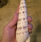 Marlin Spike Shell Terebra Maculata - ShellsLoving Coastal Living