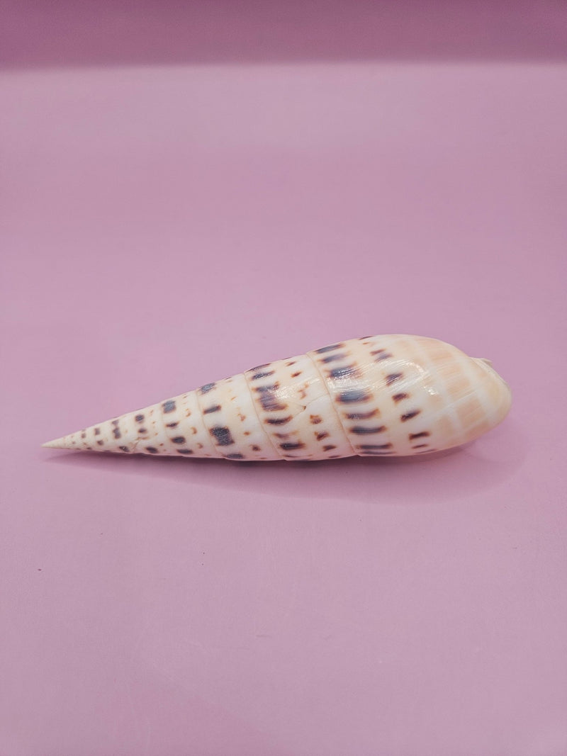 Marlin Spike Shell with Documentation - 4" - ShelllsLoving Coastal Living