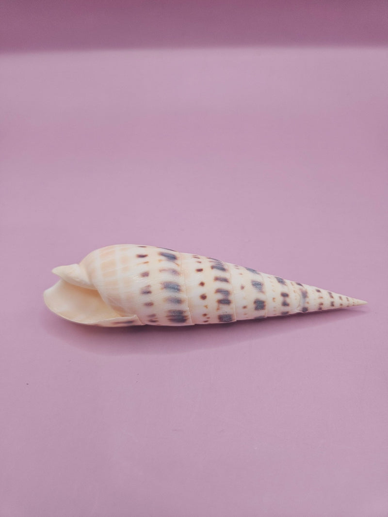 Marlin Spike Shell with Documentation - 4" - ShelllsLoving Coastal Living