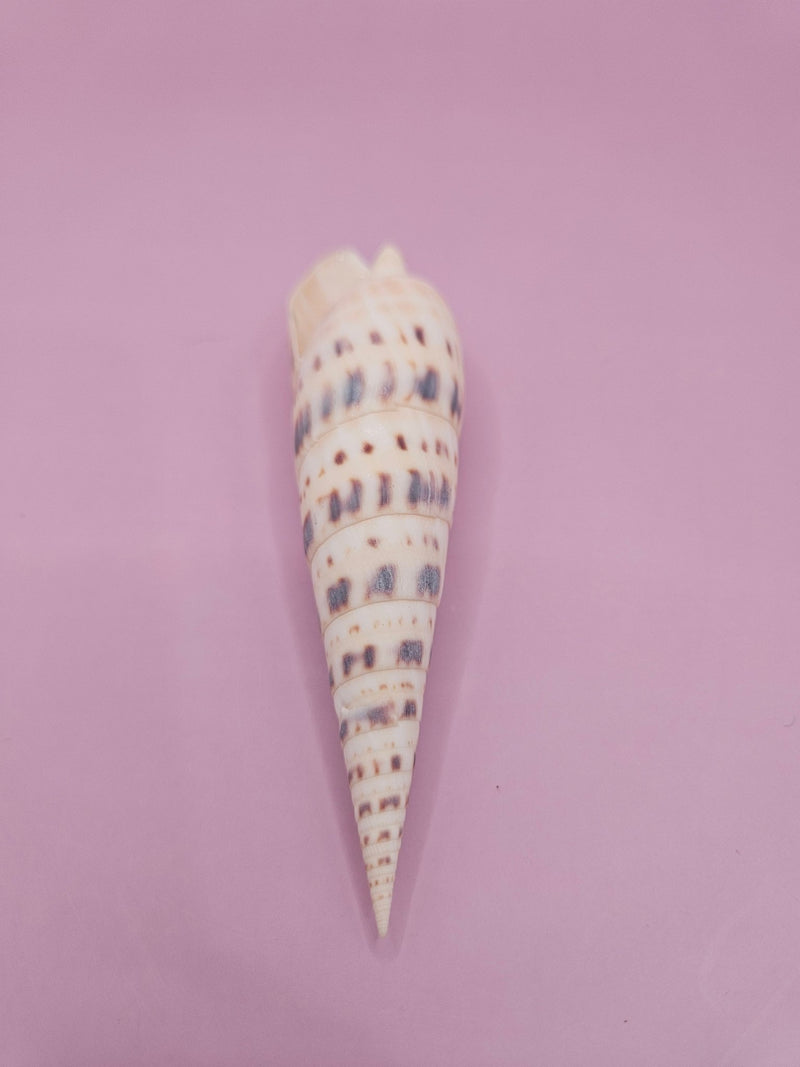 Marlin Spike Shell with Documentation - 4" - ShelllsLoving Coastal Living