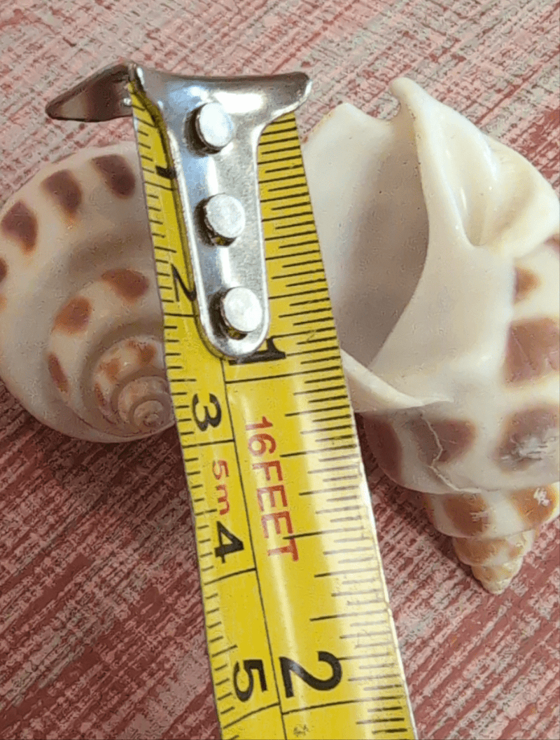 Medium Aerolata Babylonia 1.5 - 2.5" - Loving Coastal Living