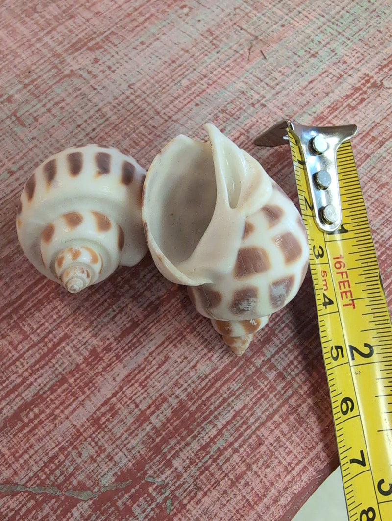 Medium Aerolata Babylonia 1.5 - 2.5" - Loving Coastal Living