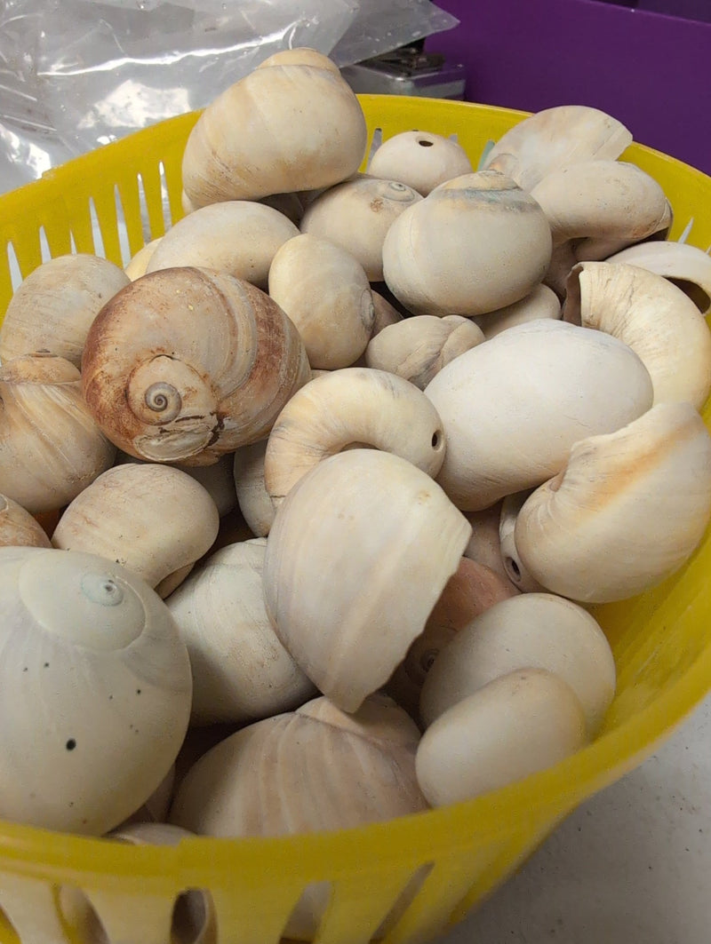 Medium Beach Collected Whales Shark Eye Snail Shell - ShellsLoving Coastal Living
