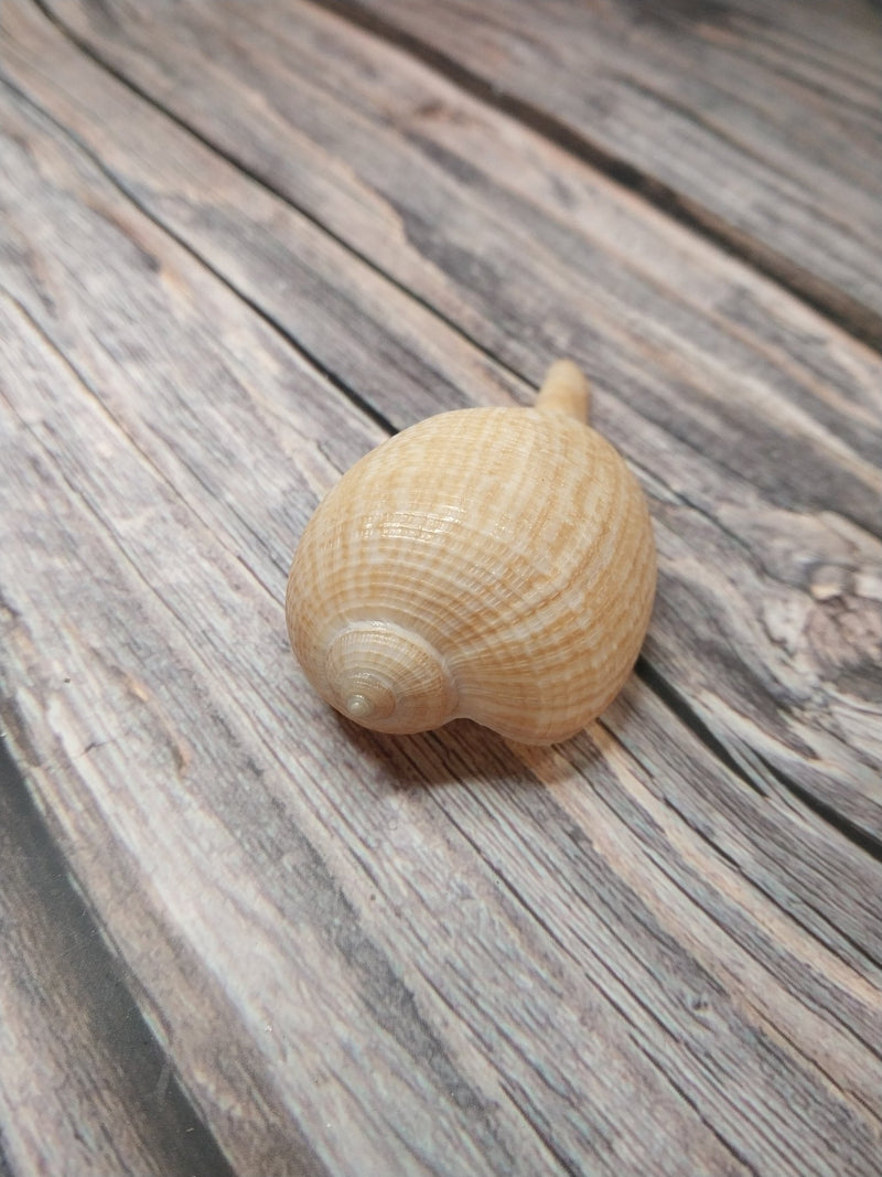 Medium Brown Fig Shell - Loving Coastal Living