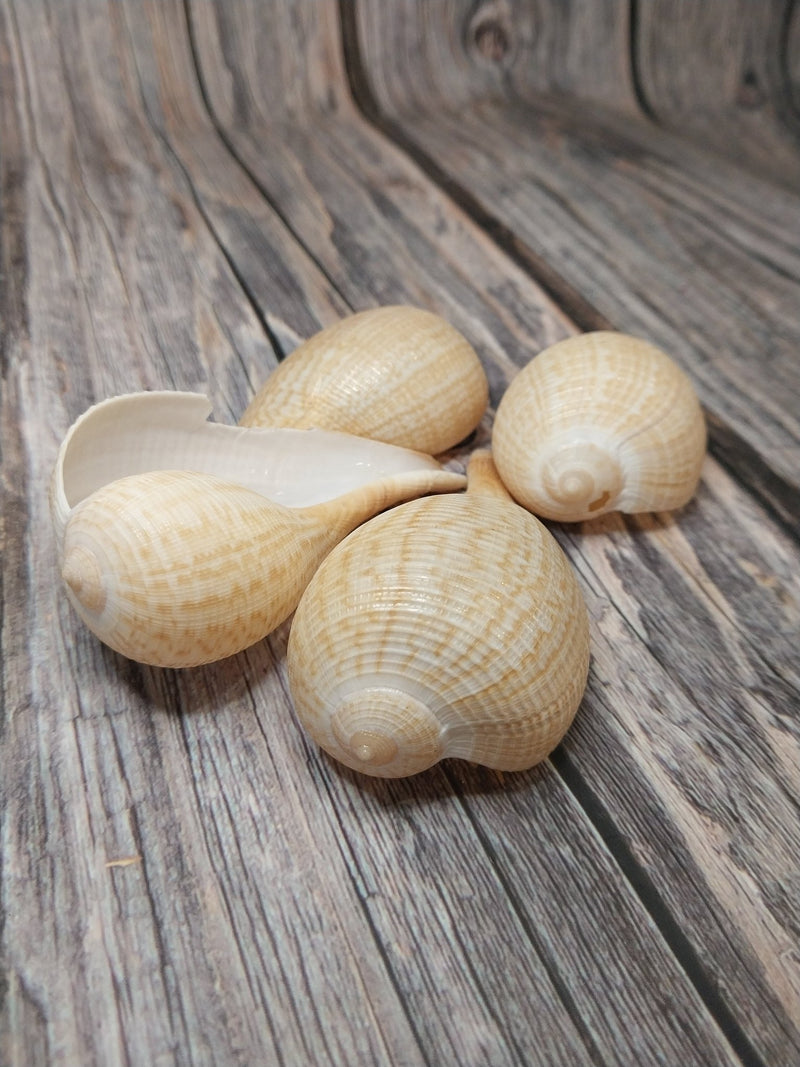 Medium Brown Fig Shell - Loving Coastal Living