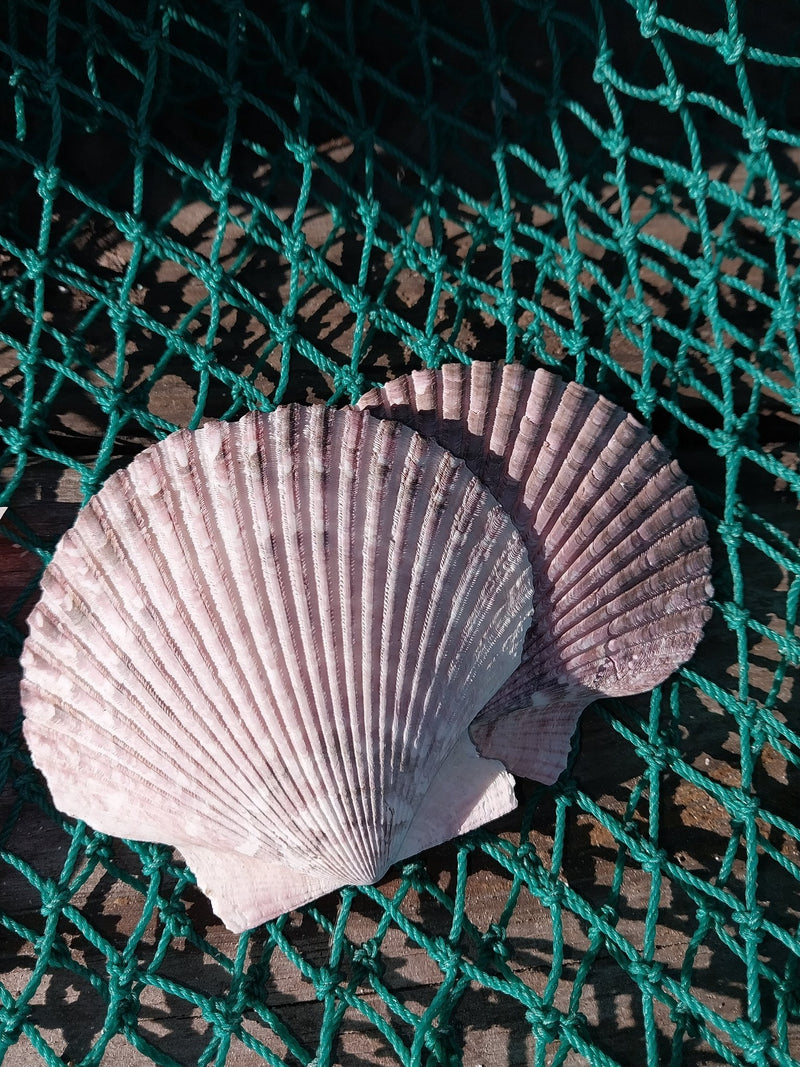 Medium Purple Scallop Shell 2.5 - 3.5" - ShellsLoving Coastal Living