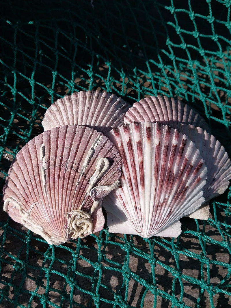 Medium Purple Scallop Shell 2.5 - 3.5" - ShellsLoving Coastal Living